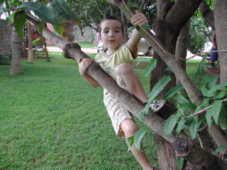 Tristan sur un arbre perché