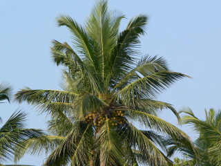 Goa Sud