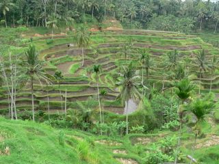 Rizieres en escaliers